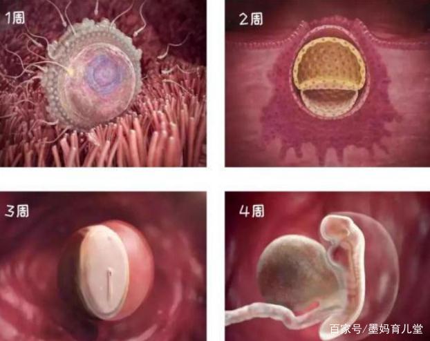 怀孕1-40周胎儿发育变化高清图，感叹孕育生命的奇妙